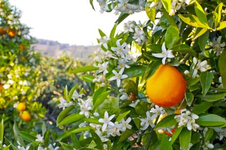  Adana Portakal Çiçeği Festivali Turu