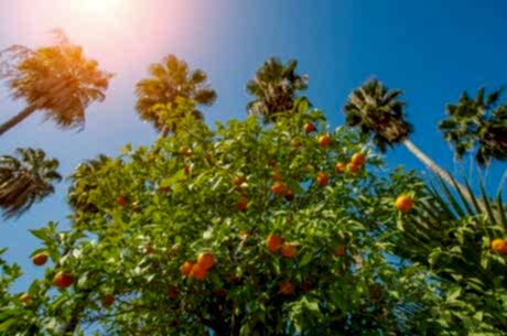  Adana Portakal Çiçeği Festivali Turu